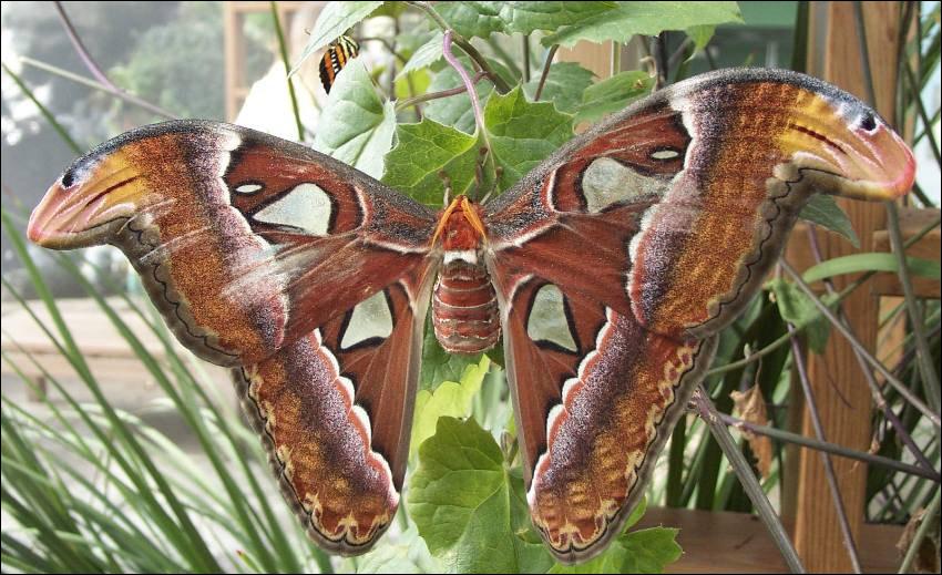 Je suis l'un des plus grands papillons nocturnes du monde.