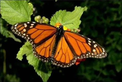 Je suis un trs grand migrateur.