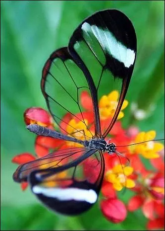 Mes ailes sont transparentes.