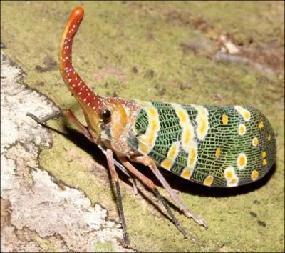 J'ai une morphologie assez particulire.