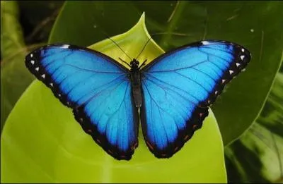 Mes ailes peuvent rflchir la lumire.