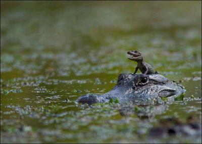 Comment traverser une rivire infeste de crocodiles sans se faire attaquer ?