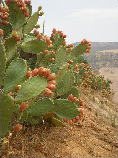 Au beau milieu du dsert, vous apercevez un fruit ovale et rouge poussant sur un cactus aux fleurs jaunes. Quel est ce fruit ?