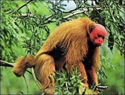 Face  vous se trouve un singe particulier : l'ouakari rubicond. Sa tte vire au rouge. Que cela signifie-t-il ?