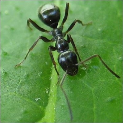 Quelle prcaution faut-il prendre avant de manger des fourmis ?