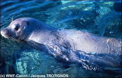 Quel est cet animal en voie de disparition ?