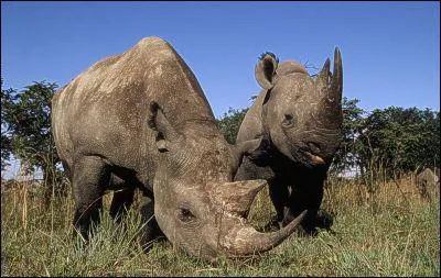 Quel est cet animal en voie de disparition ?