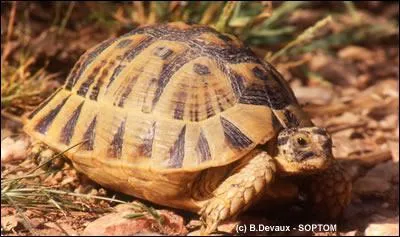 Quel est cet animal en voie de disparition ?