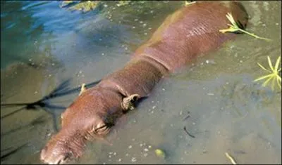 Quel est cet animal en voie de disparition ?