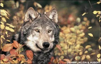 Quel est cet animal en voie de disparition ?