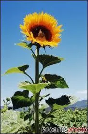 Ce n'est pas celui de Van Gogh ... .