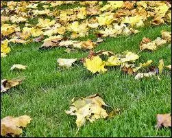 Se ramassent encore a la pelle... .