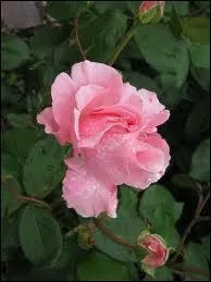 Ce n'est pas celle de Ronsard ... .