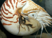 Quiz Des mollusques surprenants
