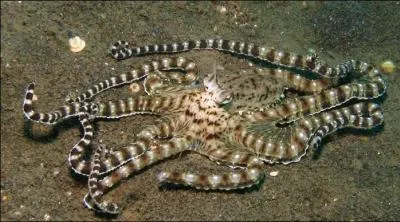 Je peux imiter environ 22 autres espces pour me protger des prdateurs.