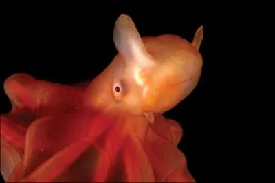 Vivant dans les abysses, nous les grimpoteuthis avons reu un surnom qui correspond parfaitement  notre morphologie.