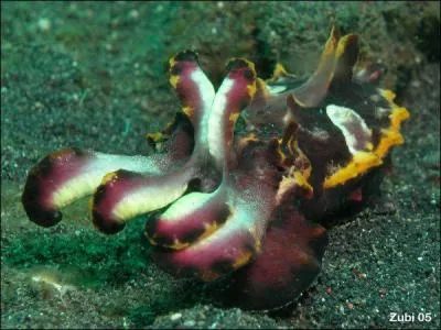 Pour chasser ou me protger, je peux me camoufler  la perfection.