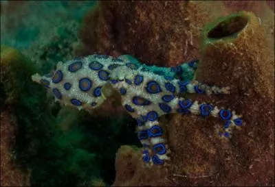 Bien que je mesure environ 10cm, si vous me touchez, vous mourrez.