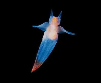 On me considre comme le doux ange (ou dmon) des mers.