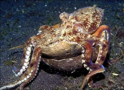 Je suis srement le premier des invertbrs  utiliser des outils pour me protger.