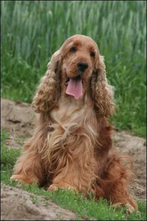 Ce chien est un ... ?