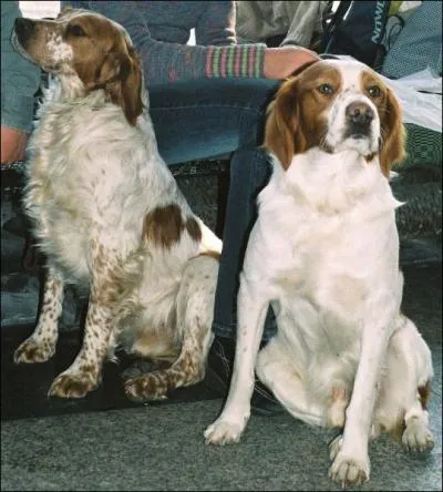 Ces chiens sont des... ?