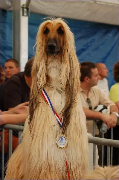 Ce chien est un... ?