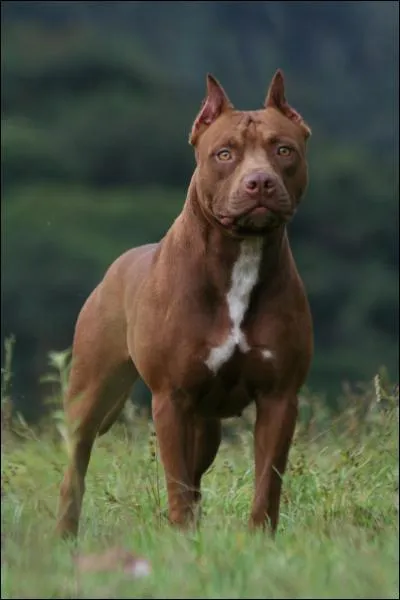 Ce chien est un ... ?