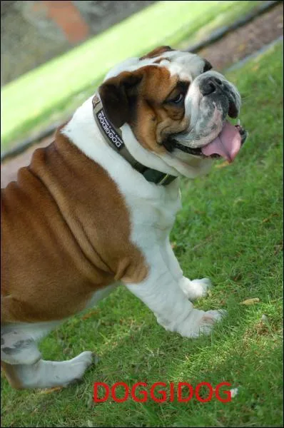 Ce chien est un... ?