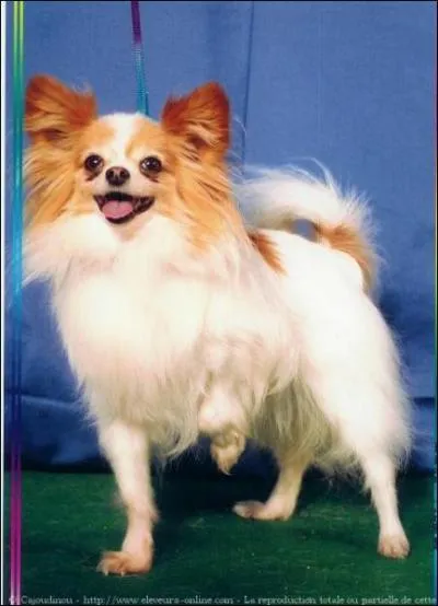 Ce chien est un... ?