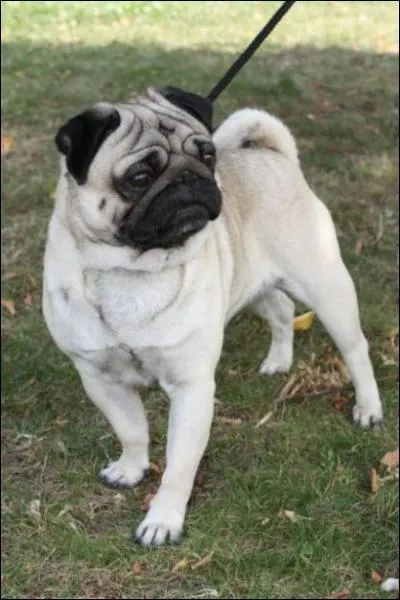 Ce chien est un... ?