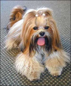 Ce chien est un... ?