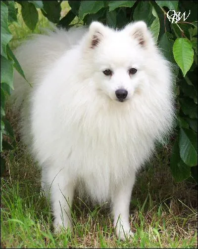 Ce chien est un... ?