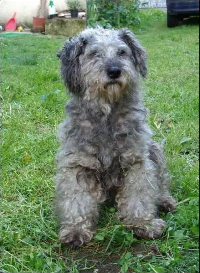 Ce chien est un... ?