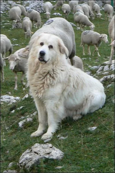 Ce chien est un... ?