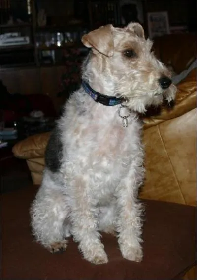 Ce chien est un ... ?