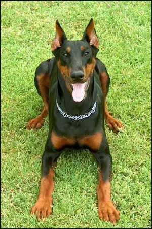 Ce chien est un... ?