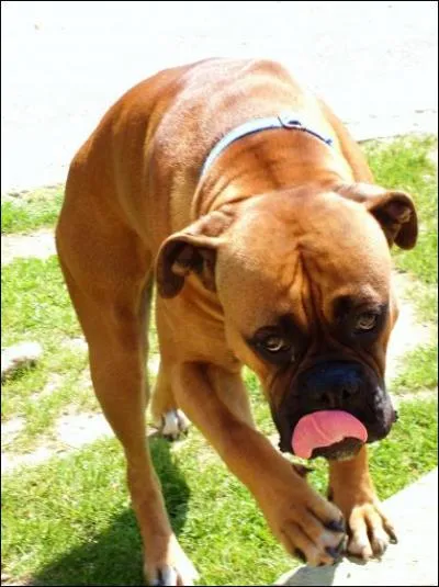 Ce chien est un... ?