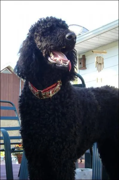 Ce chien est un... ?