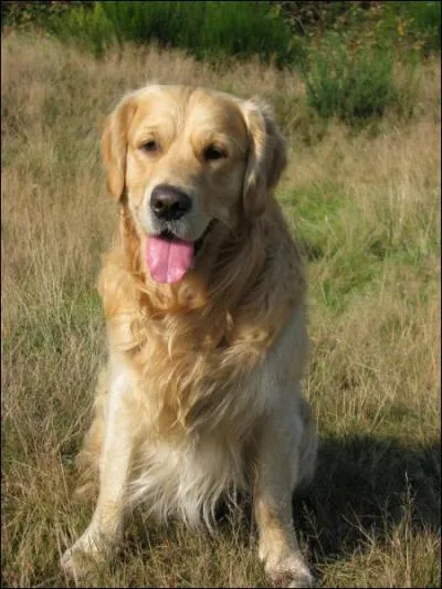 Ce chien est un... ?