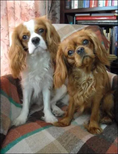 Ces chiens sont des... ?