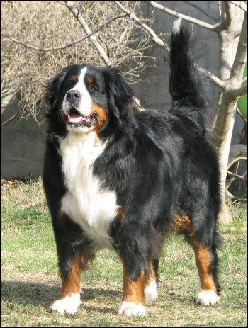 Ce chien est un... ?