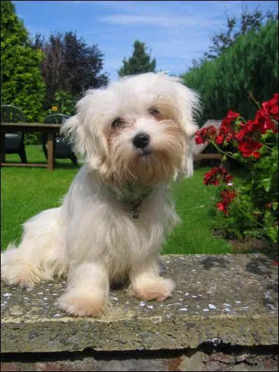 Ce chien est un... ?