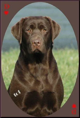 Ce chien est un... ?