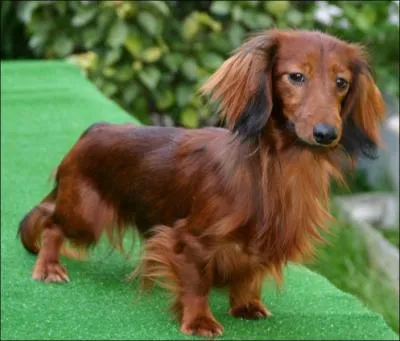 Ce chien est un... ?