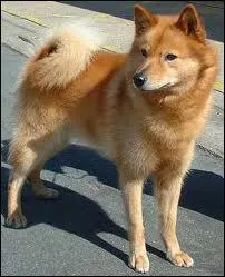 Ce chien est un ... ... ...