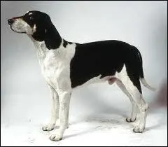 Ce chien est un ... ... . .