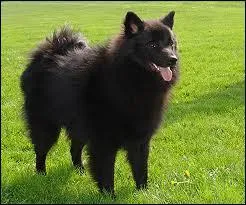 Ce chien est un ... ... ...