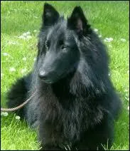 Ce chien est un ... ... ...