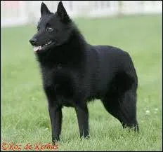 Ce chien est un ... ... ...